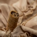 جولدن كرسبى ويفر محشو بكريمه البندق - 1 علبه