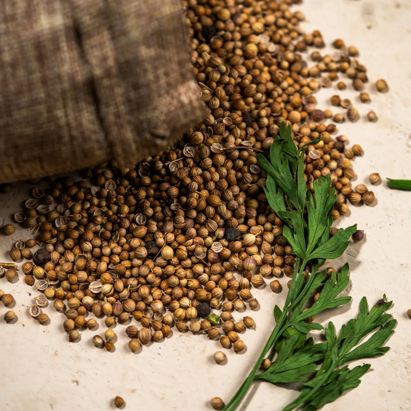 كزبرة ناعمة - 35جم